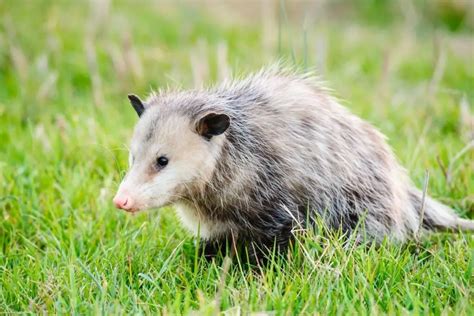 Should I Let A Possum Live Under My House Naturenibble