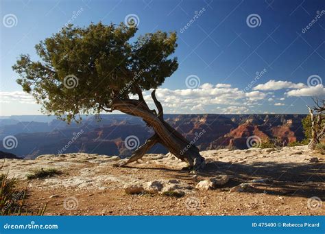 Tree At The Grand Canyon Stock Photo Image Of Landmarks 475400