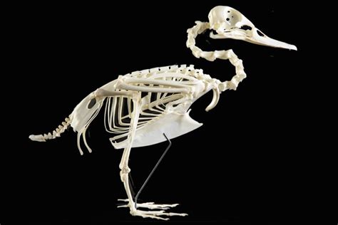 Goose Skeleton Natural Specimen Anatomy Model Articulated