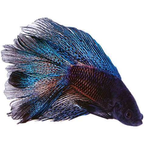 Because we handle our baby iguanas for sale while they are small, it ensures a relaxed pet iguana. Black Orchid Betta | Petco
