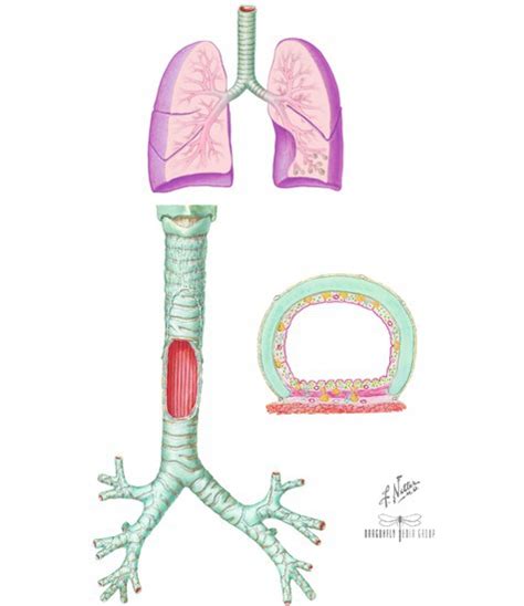 Trachea And Bronchial Tree