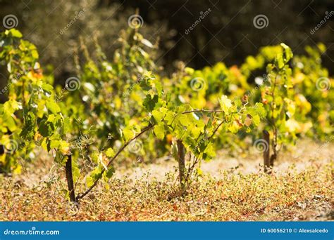 Ripe Vineyard Stock Photo Image Of Calonge Grape Winery 60056210
