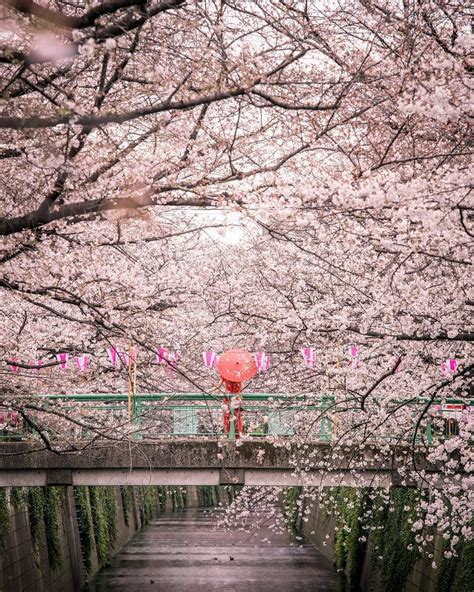 All Of The Best Spots In Tokyo To See The Cherry Blossoms In 2020