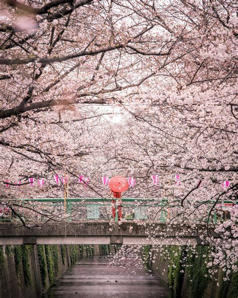 All of the best spots in Tokyo to see the cherry blossoms in 2020