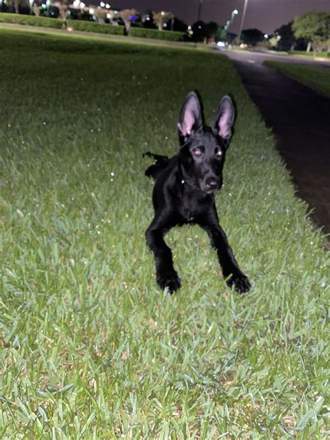 Great dual purpose dog, sport dog or personal protection dog. Belgian Shepherd Dog (Malinois) Puppies For Sale | Tampa ...