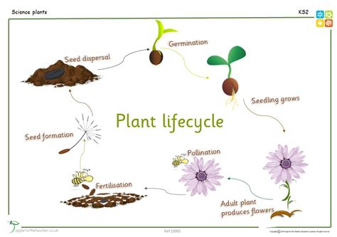 Lifecycle Of A Plant Ks2 Apple For The Teacher Ltd