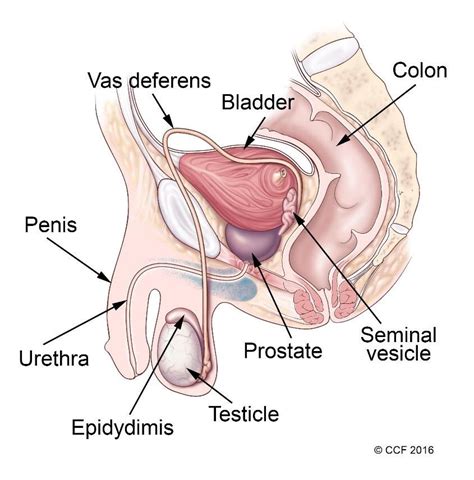 Male Reproductive System Structure And Function In 2020 Reproductive