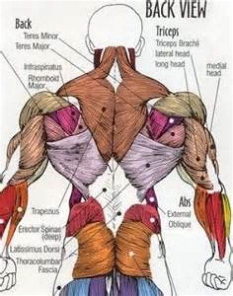 Developing A Lean And Muscular Back Muscle Anatomy Human Body
