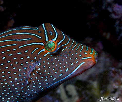 Mohd razali ahmad alek fl ahmad. fish | AHMAD ABDUL JALIL MOHD RAZALI | Flickr