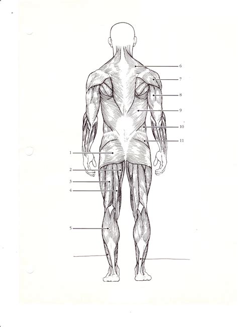 Human Body Muscles Labeled Front And Back Human Body Full Figure Male