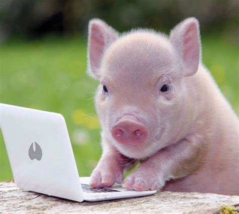 Cute Piggy Động Vật Vui Nhộn Thú Con Động Vật