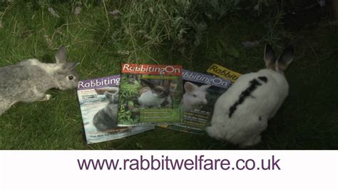 rabbit welfare association commercial wmv youtube