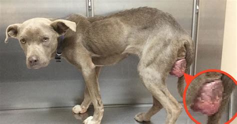 It is defined in terms of the meter, as 1/1000 of a meter, or the distance traveled by light in 1/299 792 458 000 of a second. Pra ganhar confiança de cadela, veterinário toma café da ...