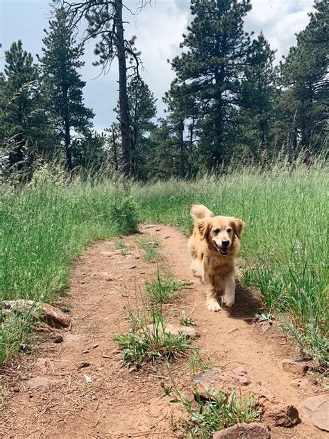 The puppy loves to chew, crunch and munch on the stick while the golden retriever gm ryan pace could have looked utterly foolish. Home - AMR Digital Marketing | Golden retriever, Dogs ...