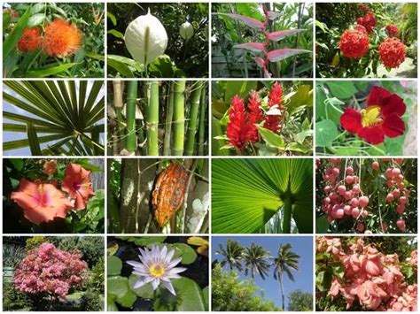Qué Es Flora Definición Significado Y Concepto 2018