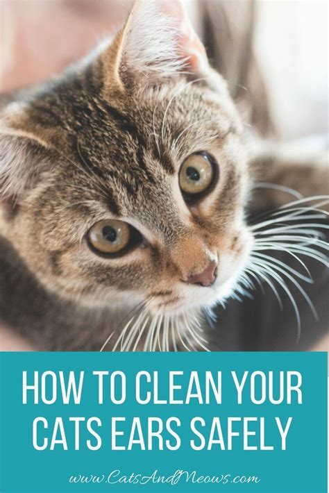 How To Clean Your Cats Ears Safely Cats And Meows Cat Training Cat