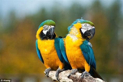 Parrots Information