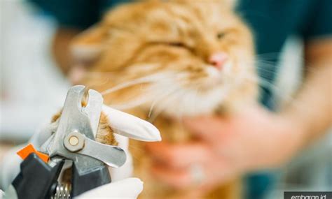 Mengetahui cara memotong kuku kucing peliharaan dengan benar adalah hal yang penting. ֎ 12 Kiat & Cara Mengatasi Kucing Stres dengan Benar ...