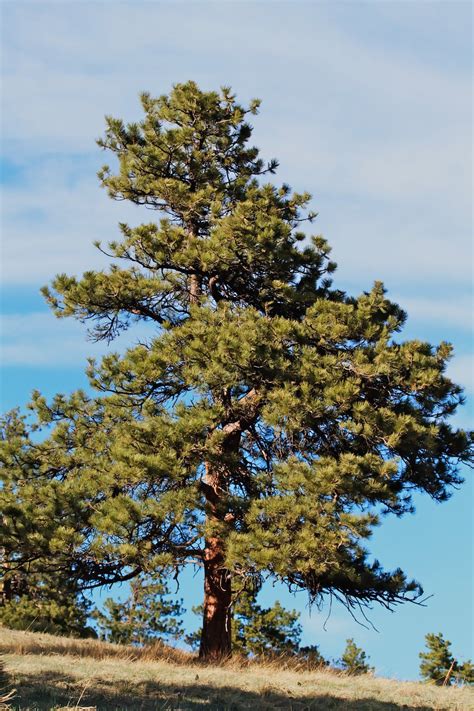 Betassos Ponderosas Pine Seedlings Landscape Trees Trees To Plant