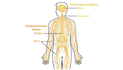 All the sensations, actions, and emotions are made possible by the nervous system, which consists of the brain, spinal cord, nerves, and sensory. Peripheral nervous system - Queensland Brain Institute ...