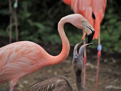 What Does A Baby Flamingo Look Like Everything You Need To Know