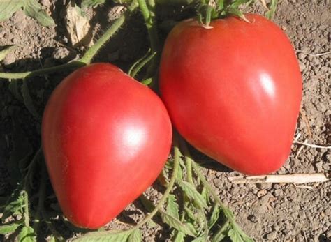 75 Pink Oxheart Tomato Seeds Heirloom Variety By Ohioheirloomseeds