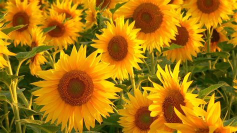 Download Wallpaper 1920x1080 Sunflowers Field Stalks Summer Full Hd