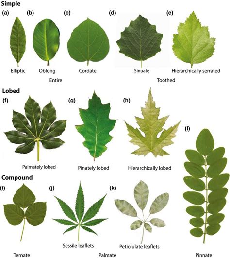 Plantae A Common Developmental Program Can Produce Diverse Leaf