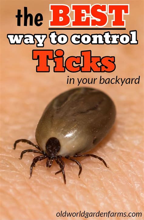 How To Remove A Tick With Vicks Howtoremvo