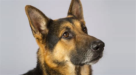 German Shepherd Gsd Dog Breed Information American Kennel Club