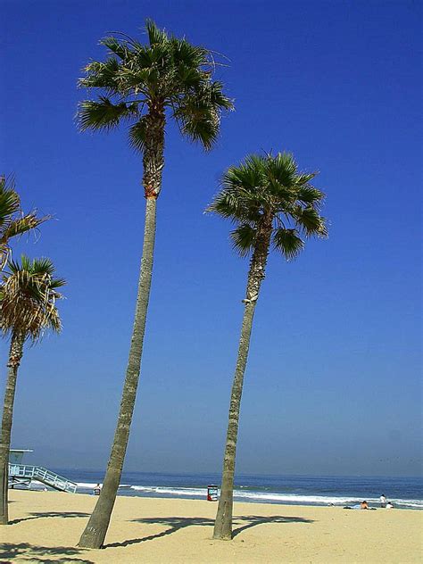 Free Picture Palm Trees Tropical Beach
