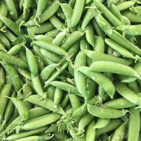Stringless Sugar Snap Peas Information Recipes And Facts