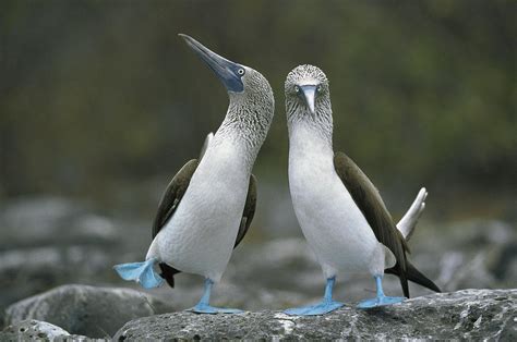 Blue Footed Booby Dancing Photograph By Tui De Roy Pixels