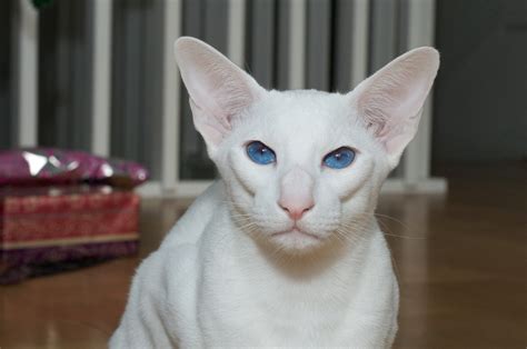 White Siamese News And Plans