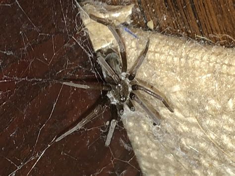 Spiders In North Carolina Species And Pictures