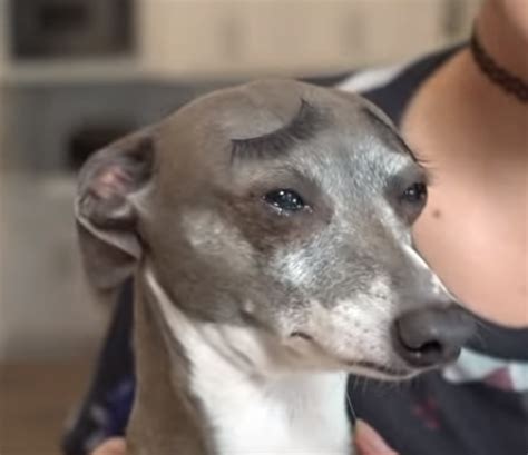Jenna marbles dogs are quite famous on the internet because of their cuteness. No Comics Only Cermets, JennaMarbles's dog Kermit always ...