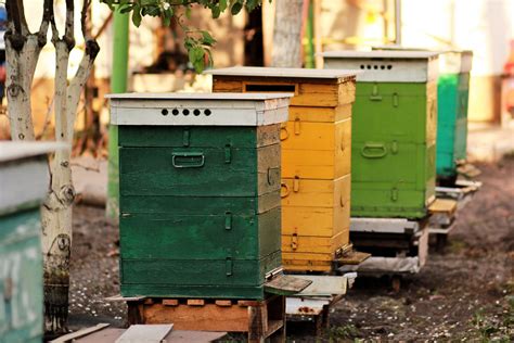 Safe Paint for Beehives - Complete Beehives