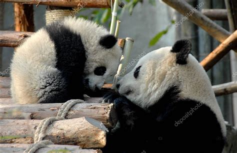Madre Y Cachorro De Panda En La Reserva De Panda Chengdu Base De