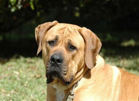 Best priced food at the moment. South African Boerboel: 10 Reasons You Should Buy this ...