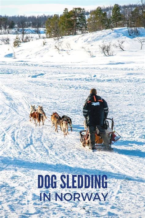A Dog Sledding Adventure Above The Arctic Circle Dog Sledding Tromso