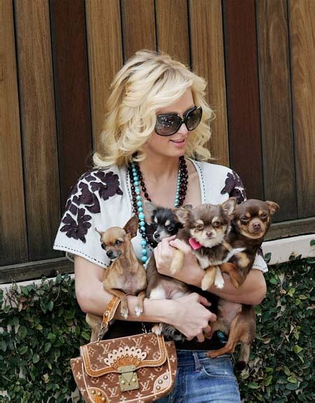 Paris hiltons hund tinkerbell har gått bort. Oh Praise Jesus, Paris Hilton's Dogs Are Fine! - Today's ...