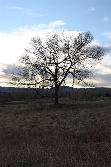 Green trees in park and sunlight. Leafless Tree - Free High Resolution Photo - Photos Public ...