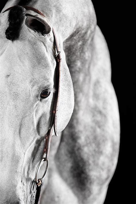 Raphael Macek Horse Photographer