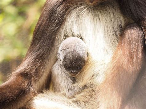 Nace Cría De Mono Araña En Zoológico De Medellín