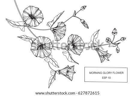 Join millions of creators learning with skillshare. Morning Glory Flowers Drawing Sketch Lineart Stock Vector ...