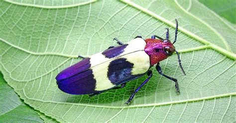 The 9 Most Colorful Beetles In The World A Z Animals