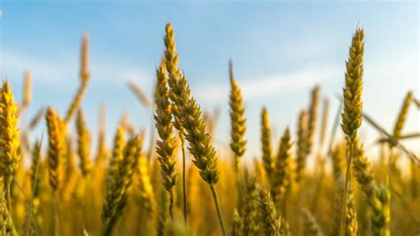 Follow these instructions to get the best results from your particular mill. Fifth Sunday of Lent: Unless we become grains of wheat ...