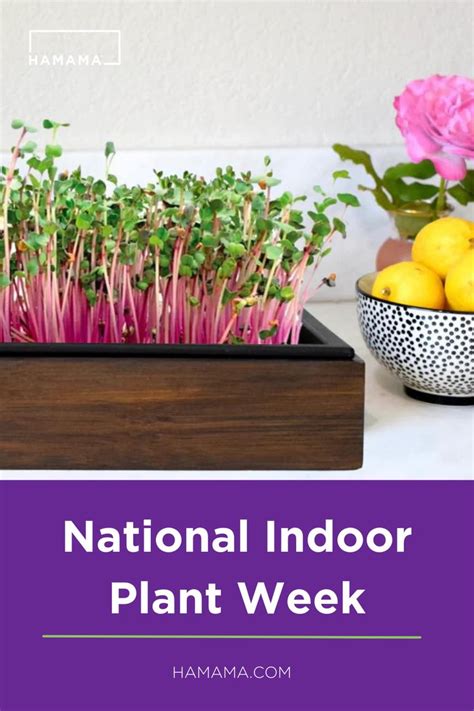 National Indoor Plant Week In 2022 Indoor Plants Plants Growing Food Indoors