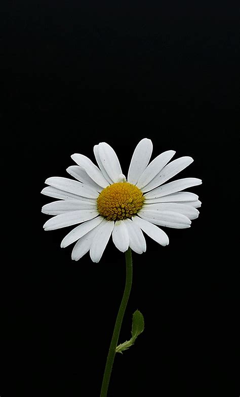 Download 1280x2120 Wallpaper Portrait White Flower