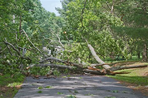 Fallen Tree Road Stock Photos Pictures And Royalty Free Images Istock